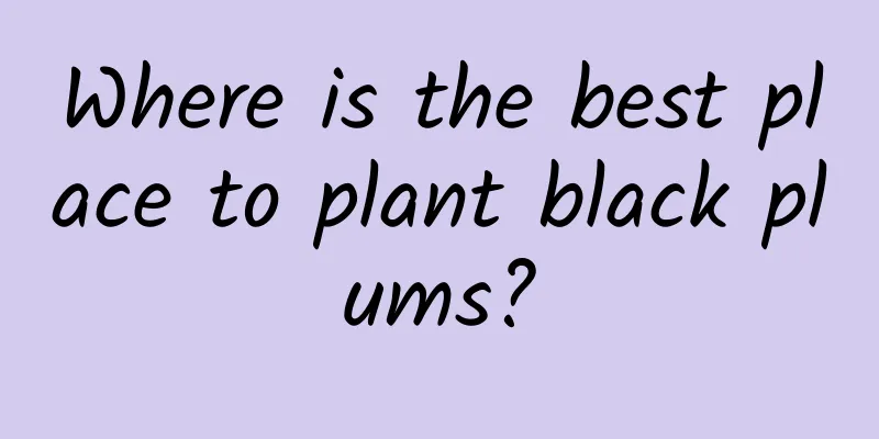 Where is the best place to plant black plums?