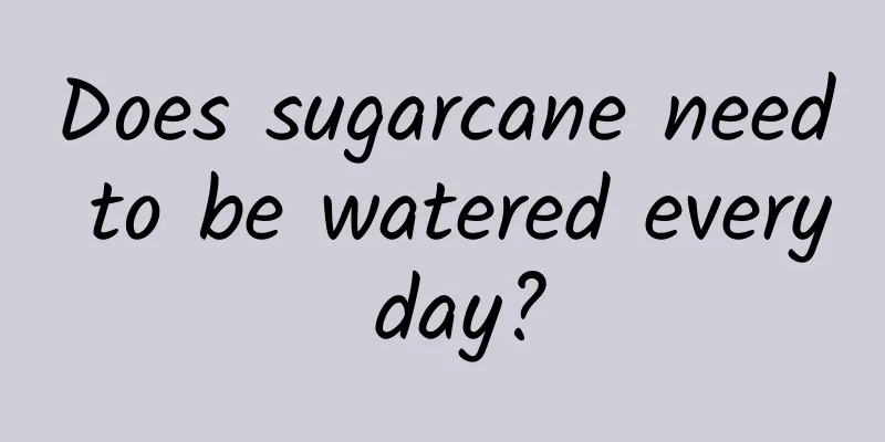 Does sugarcane need to be watered every day?