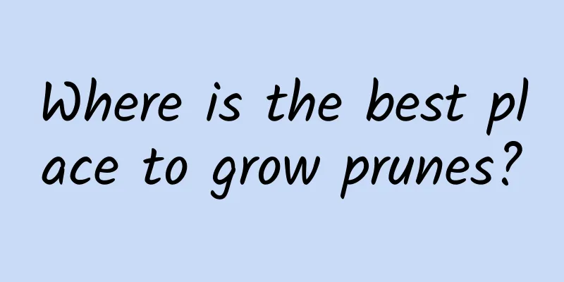 Where is the best place to grow prunes?
