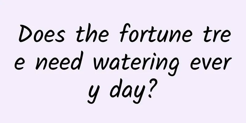 Does the fortune tree need watering every day?