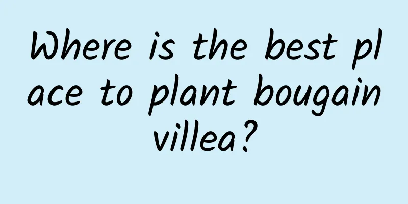 Where is the best place to plant bougainvillea?
