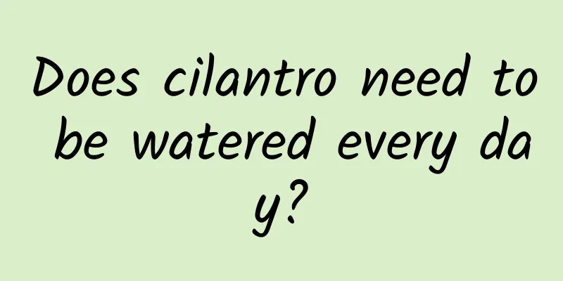 Does cilantro need to be watered every day?