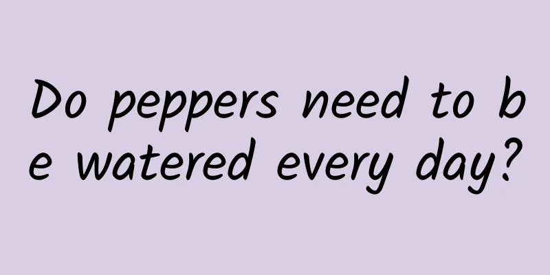 Do peppers need to be watered every day?