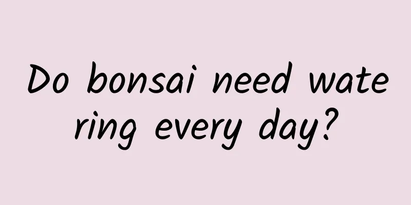 Do bonsai need watering every day?