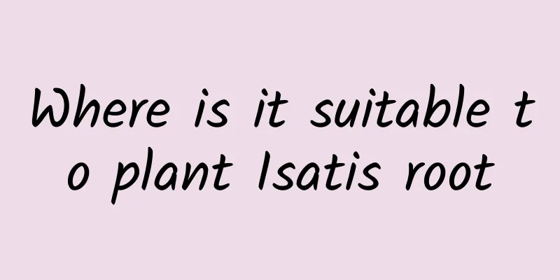 Where is it suitable to plant Isatis root