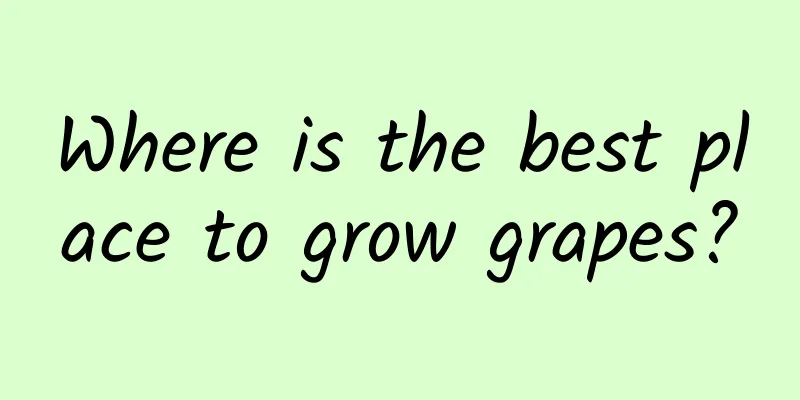 Where is the best place to grow grapes?