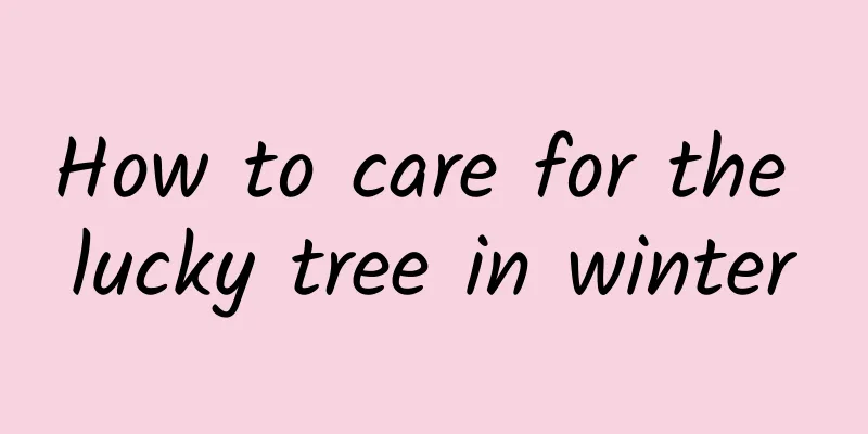 How to care for the lucky tree in winter