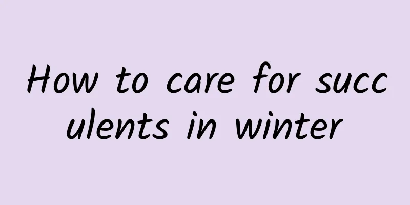 How to care for succulents in winter