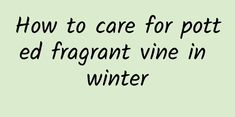 How to care for potted fragrant vine in winter