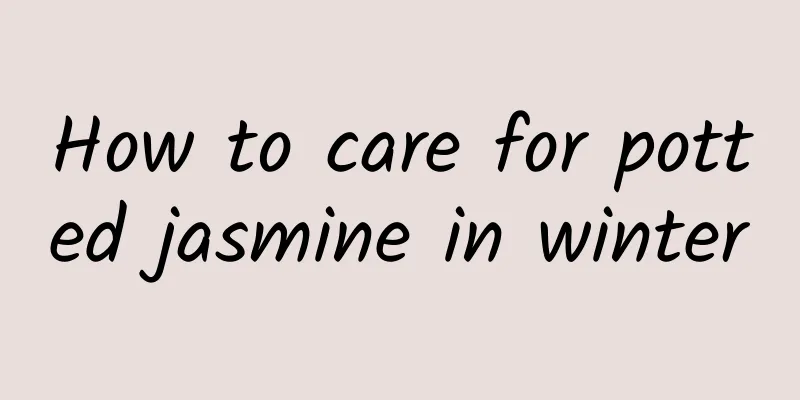 How to care for potted jasmine in winter
