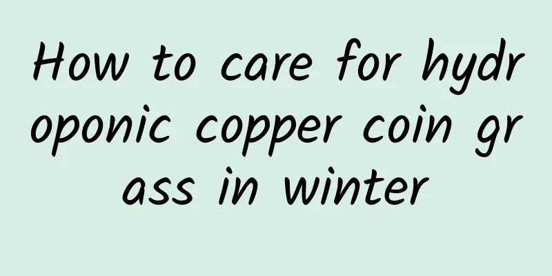 How to care for hydroponic copper coin grass in winter