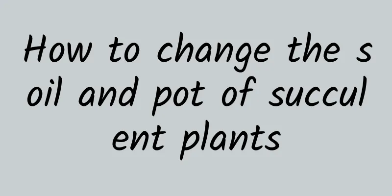 How to change the soil and pot of succulent plants