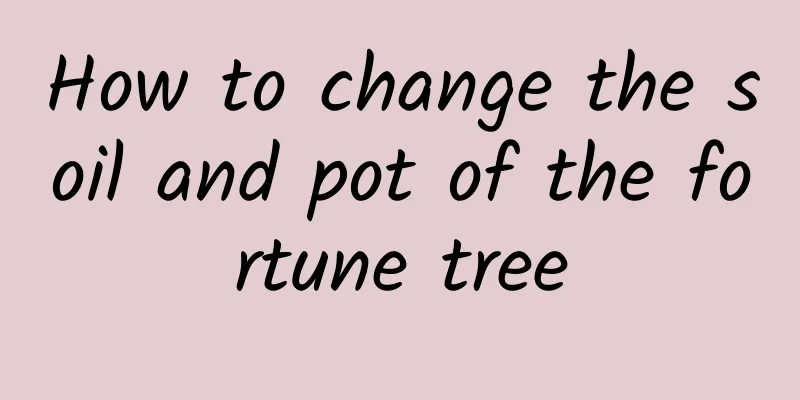 How to change the soil and pot of the fortune tree