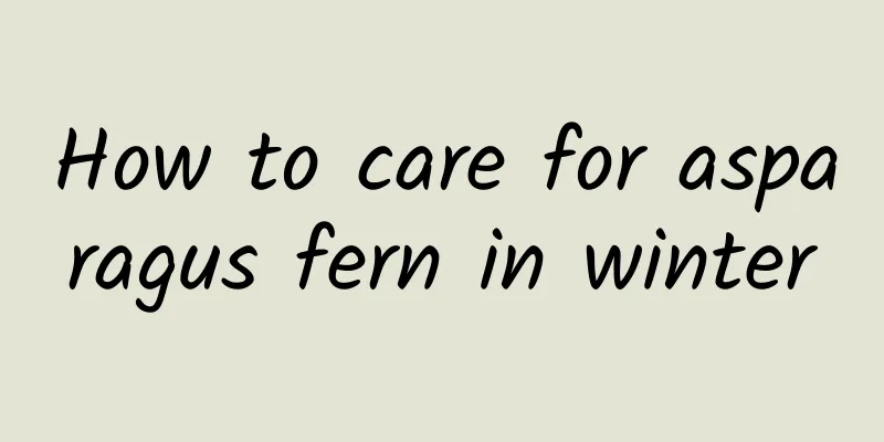 How to care for asparagus fern in winter