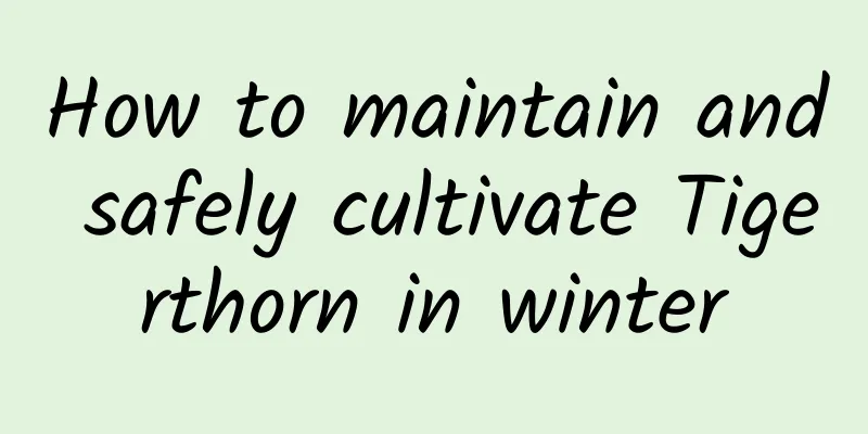 How to maintain and safely cultivate Tigerthorn in winter