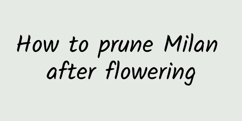 How to prune Milan after flowering
