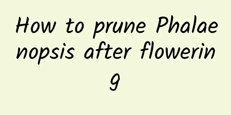 How to prune Phalaenopsis after flowering