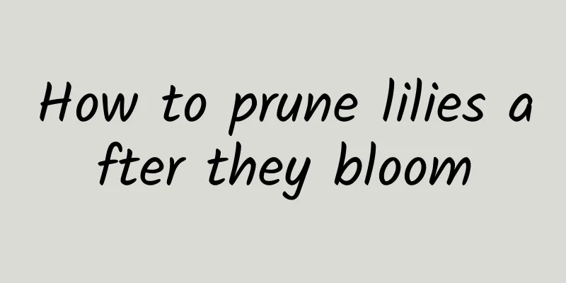 How to prune lilies after they bloom