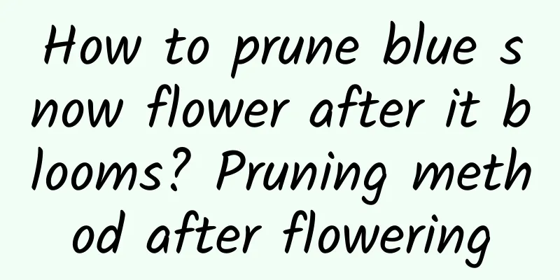 How to prune blue snow flower after it blooms? Pruning method after flowering