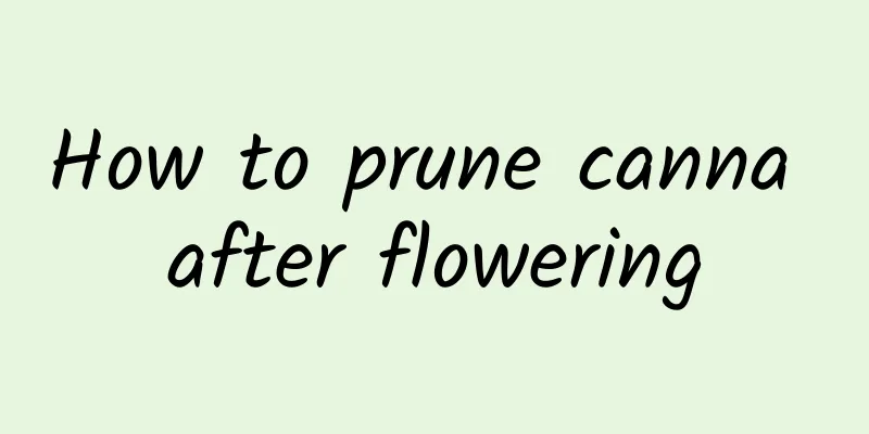 How to prune canna after flowering