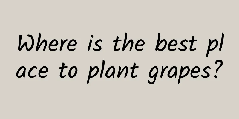 Where is the best place to plant grapes?