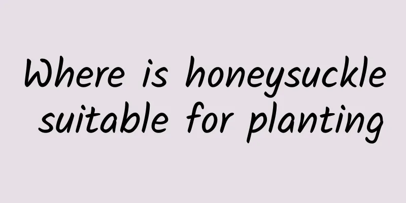 Where is honeysuckle suitable for planting
