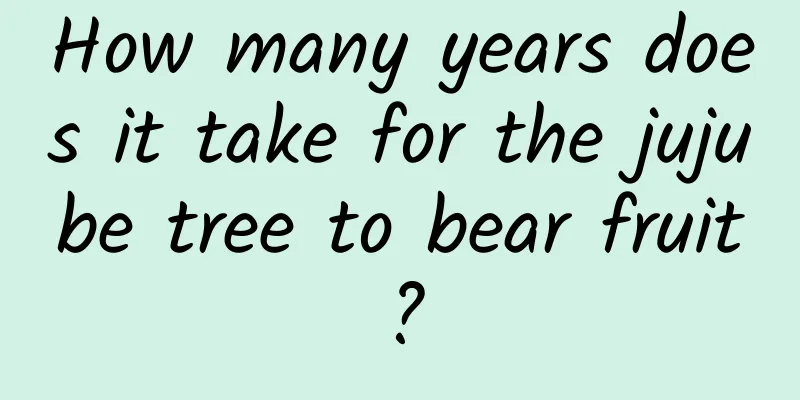 How many years does it take for the jujube tree to bear fruit?