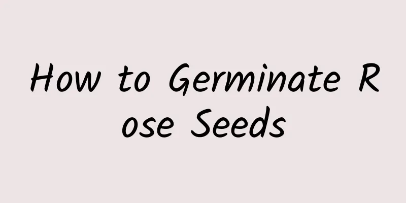 How to Germinate Rose Seeds