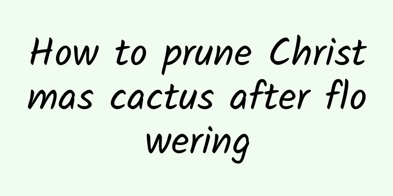 How to prune Christmas cactus after flowering