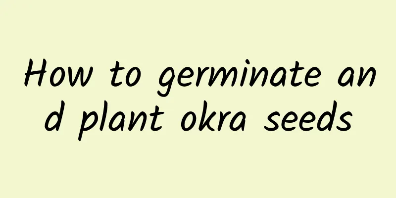 How to germinate and plant okra seeds