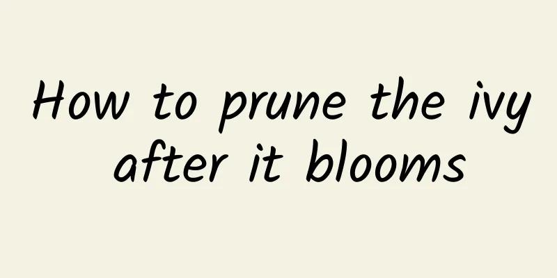 How to prune the ivy after it blooms