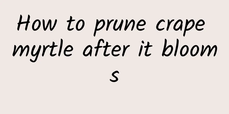 How to prune crape myrtle after it blooms
