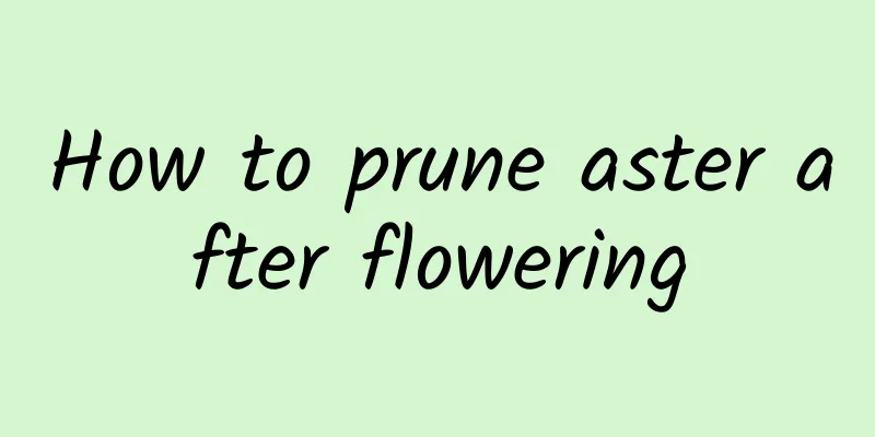 How to prune aster after flowering