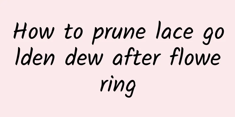 How to prune lace golden dew after flowering