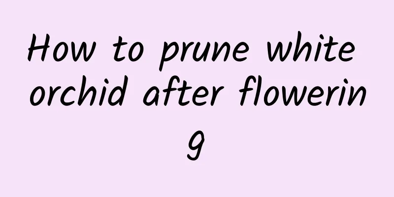 How to prune white orchid after flowering