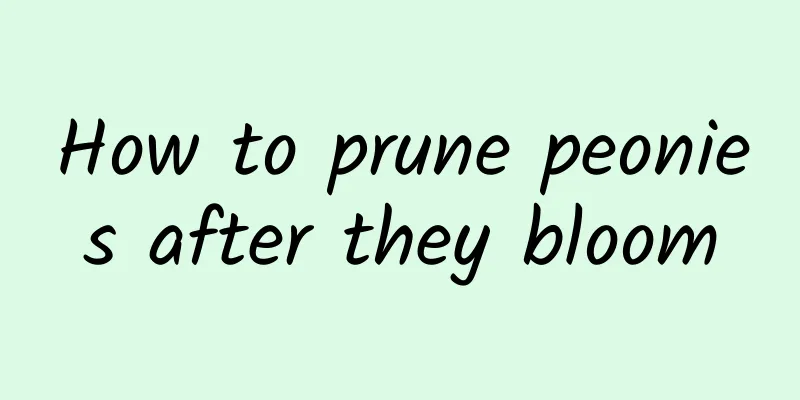 How to prune peonies after they bloom