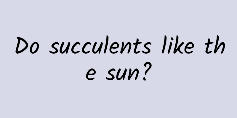 Do succulents like the sun?