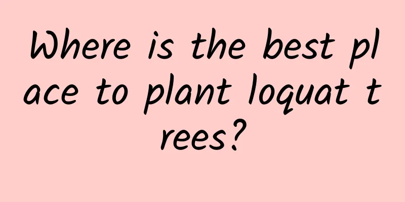 Where is the best place to plant loquat trees?
