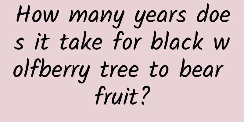 How many years does it take for black wolfberry tree to bear fruit?