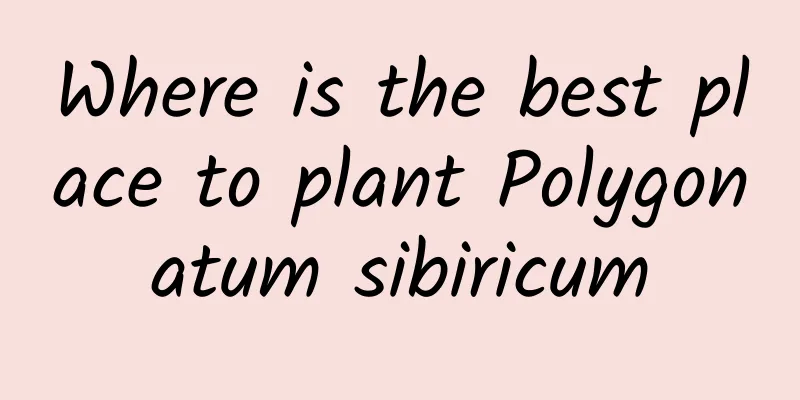 Where is the best place to plant Polygonatum sibiricum