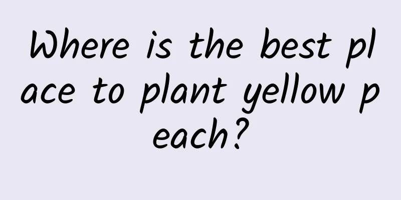 Where is the best place to plant yellow peach?