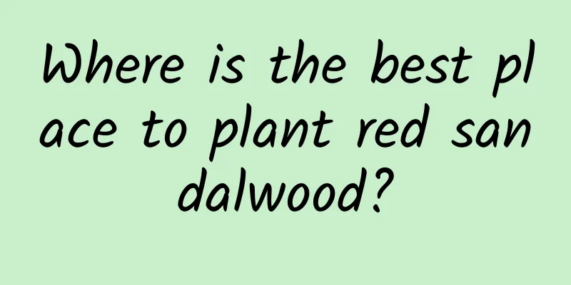 Where is the best place to plant red sandalwood?
