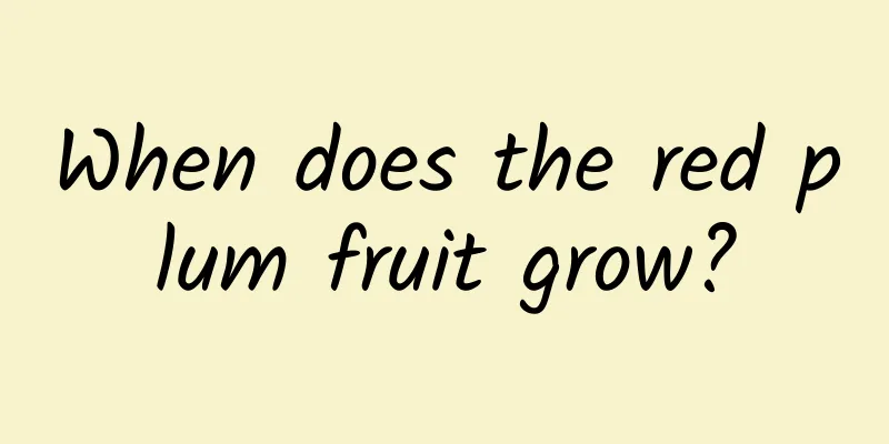 When does the red plum fruit grow?