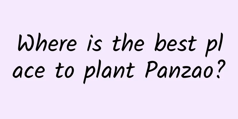 Where is the best place to plant Panzao?