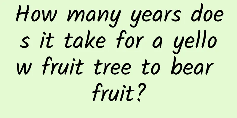How many years does it take for a yellow fruit tree to bear fruit?