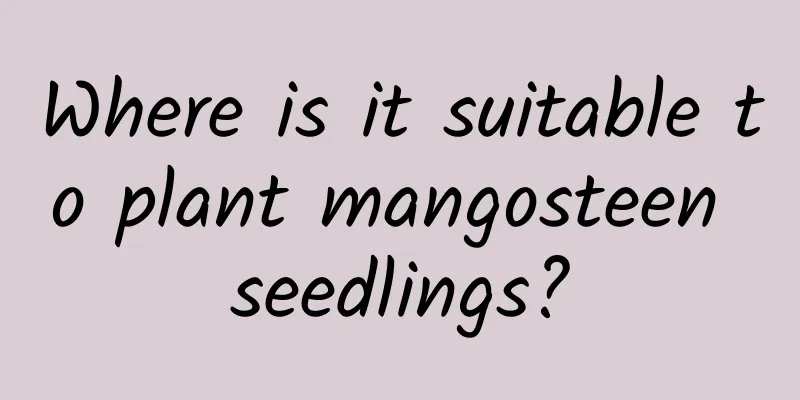 Where is it suitable to plant mangosteen seedlings?