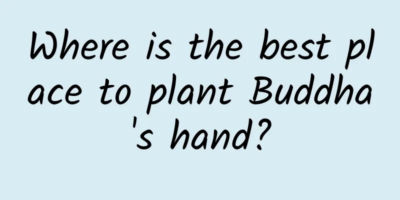 Where is the best place to plant Buddha's hand?