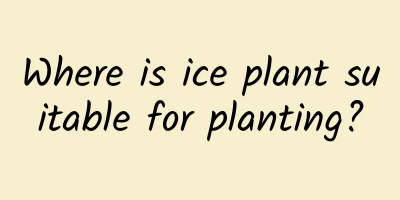 Where is ice plant suitable for planting?