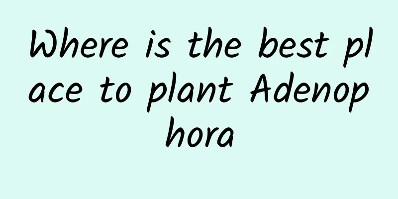 Where is the best place to plant Adenophora