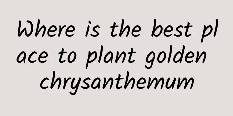 Where is the best place to plant golden chrysanthemum